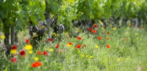 Session Découverte de Mai : Vins Bios et Biodynamie