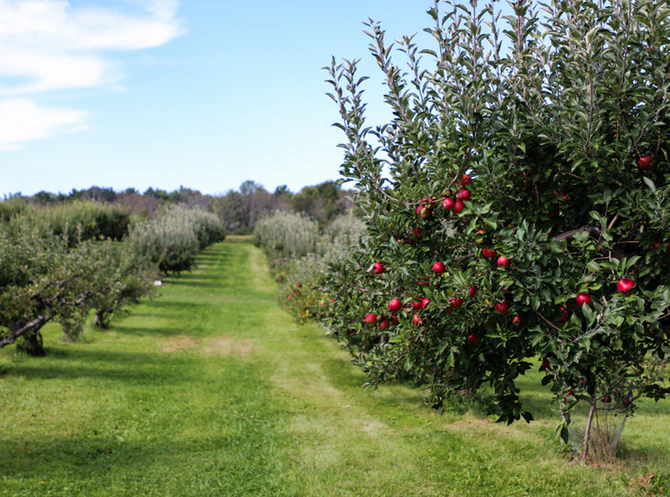 Alcools de Fruits